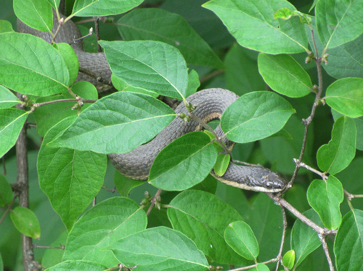 Queen Snake